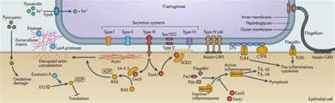 Pseudomonas aeruginosa- An Overview - Microbe Notes