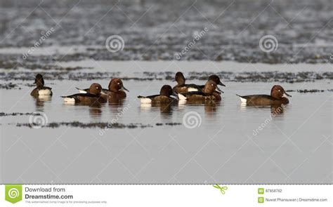 Bird Ferruginous Duck Aythya Nyroca Stock Photo Image Of Vertebrate