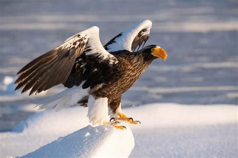 15 Largest Birds of Prey in the World - Wildlife Explained