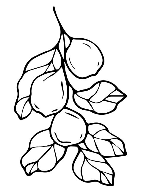 Dibujos Para Colorear De Ramas De Guayaba Páginas Para Colorear De