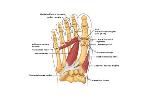 Bunion Treatment Dr Mike Smith Foot Surgeon Adelaide