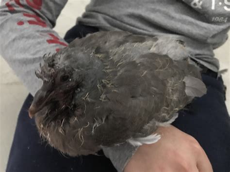 ways to bird injured for beginners 11