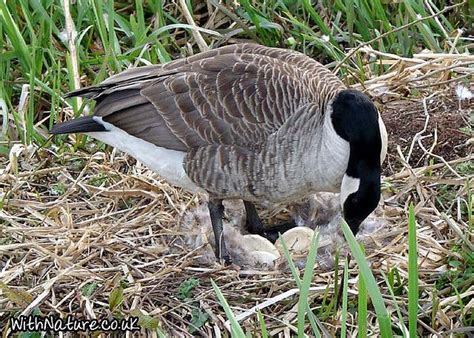 Canada Goose Nest 12 Days Of Xmas, Egg Nest, Kinds Of Birds, Beautiful ...