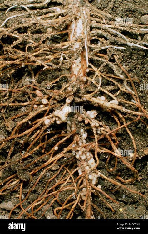 Macrophotograph Of Root Nodules On The Roots Of The Broad Bean Vicia