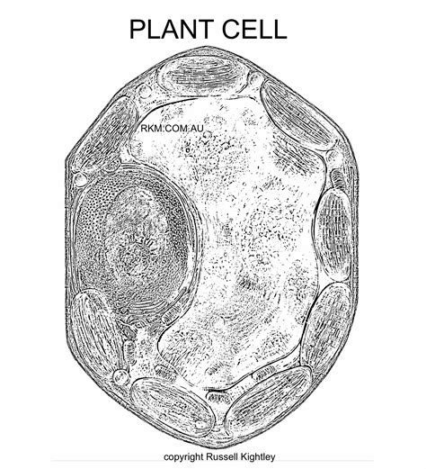 Plant Cell Sketch at PaintingValley.com | Explore collection of Plant Cell Sketch