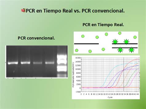 Pcr En Tiempo Real