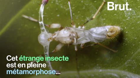 VIDEO L incroyable métamorphose de la mouche diopside