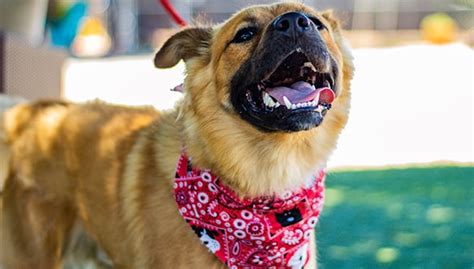 adopting  rescue dog