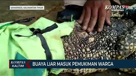 Buaya Liar Masuk Pemukiman Warga Video Dailymotion