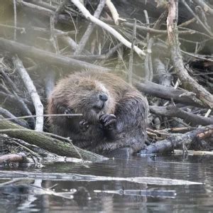 Eurasian Beaver - Facts, Diet, Habitat & Pictures on Animalia.bio