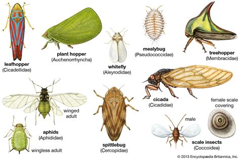 Scale Insect Cottony Cushion Mealybugs Sap Sucking Britannica