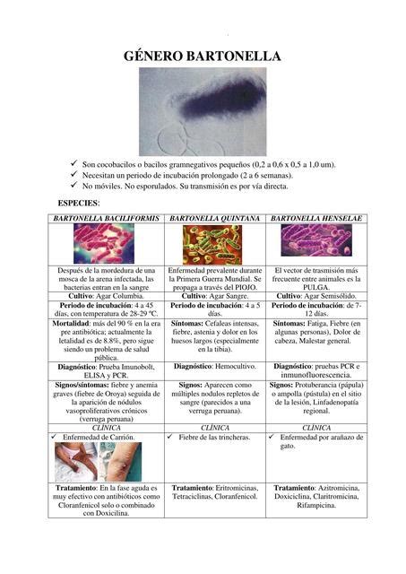 Género Bartonella Doctor teco uDocz