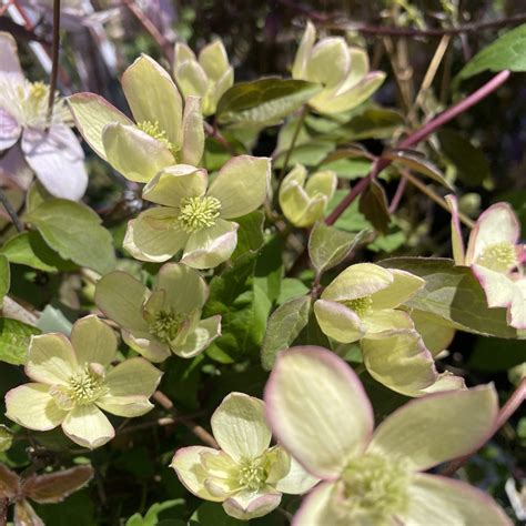 Clematis Montana Pied Piper 3 3L Lushingtons