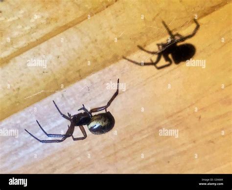 False Black Widow Spider and shadow (Steatoda nobilis) female ...