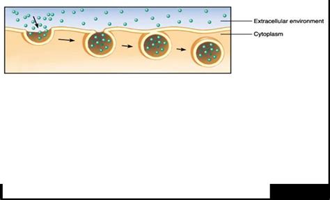 Quia Ap Chapter 7 Membrane Structure And Function Detailed