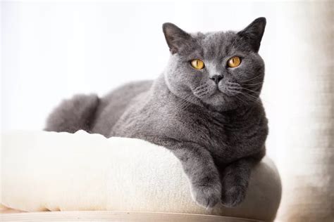 British Shorthair Kedi Cins Profili Zellikleri Ve Bak M Patiask