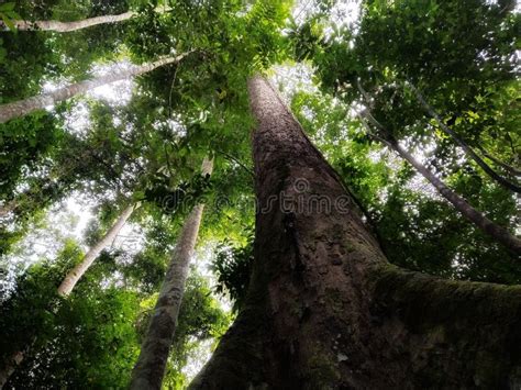 Some Of The Tropical Tallest Tree In The World Stock Photo Image Of