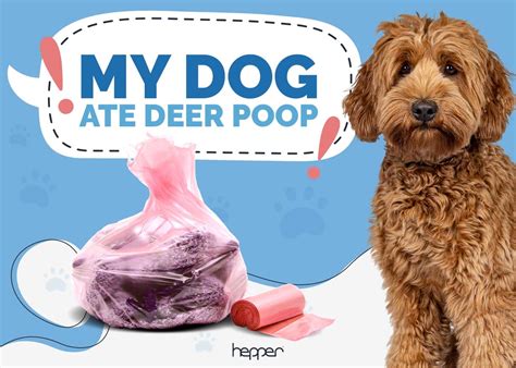 My Dog Ate Deer Poop Heres What To Do Vet Answer Hepper