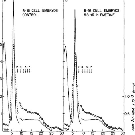 Polyribosome Profiles Of Early Blastula Embryos And Profiles Of The