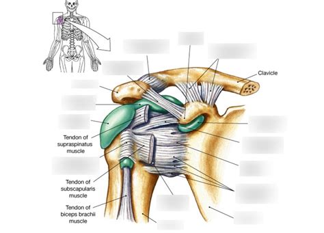 Shoulder Joint Bursa And Ligaments Diagram Quizlet