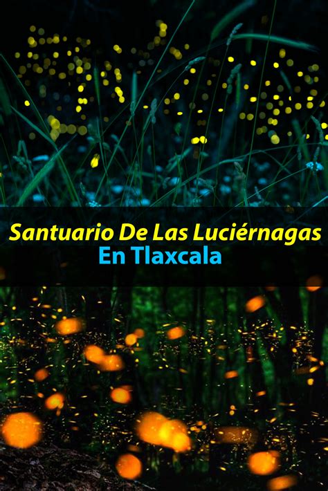 Santuario de las Luciérnagas en Tlaxcala todo lo que debes saber