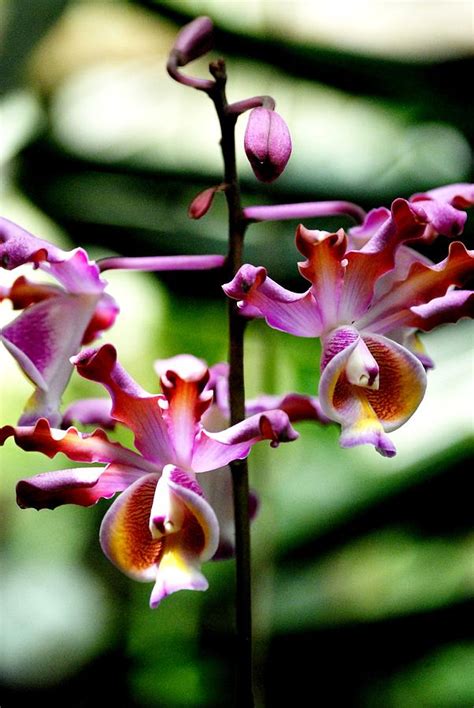 Tropical Orchids Photograph by Jennifer Russo