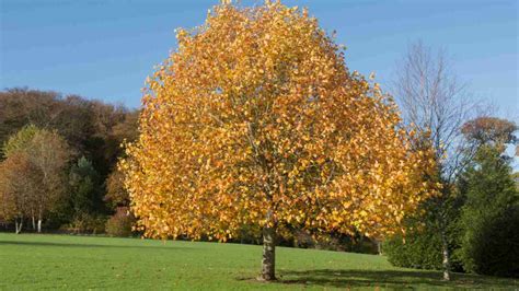 How To Grow And Care For A Tulip Tree Step By Step Guide