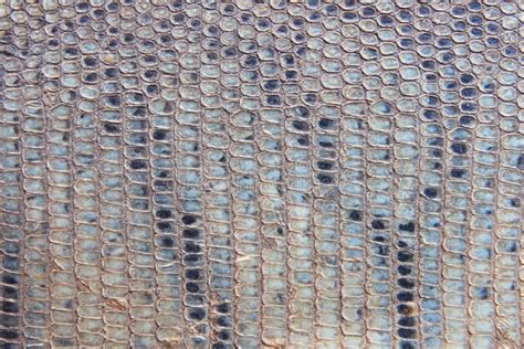 Dragon Skin Pattern Texture Stock Image Image Of Python Predator