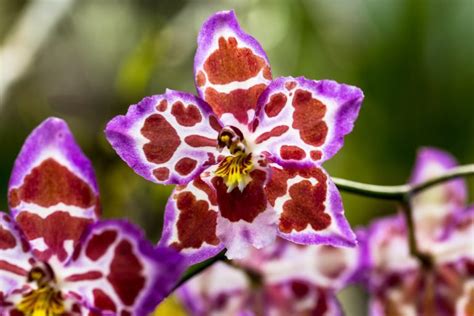 The 30 Most Beautiful Orchids in the World