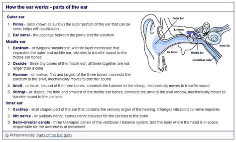 Sense Of Hearing Diagram