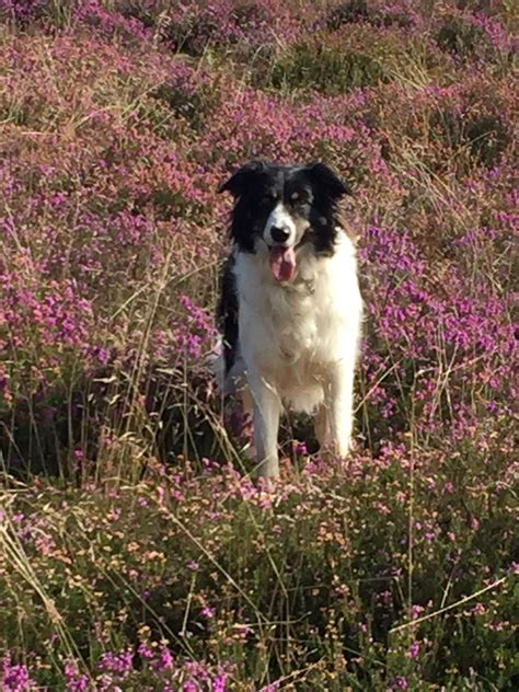 Pin De Christa Berndl Em English Springer Spaniels Friends