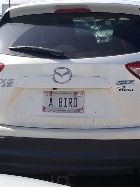 License Plate A BIRD : r/iamveryrandom