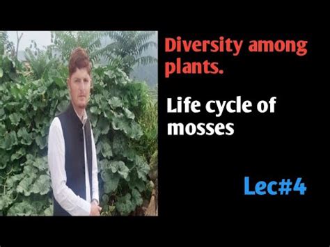 Life Cycle Of Mosses YouTube