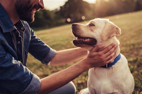 ¿por Qué Y Cómo Reaccionar Si Mi Perro Me Gruñe Comparativas De