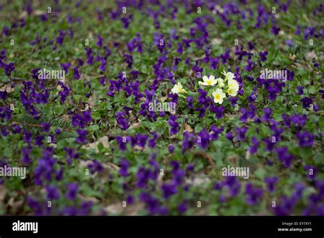 Primroses surrounded by violets Stock Photo - Alamy