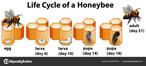 Honey Bee Life Cycle 3 Part Cards