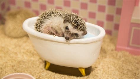 Tokyo opens new hedgehog cafe | CTV News