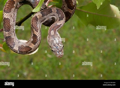 Juvenile rat snake hi-res stock photography and images - Alamy