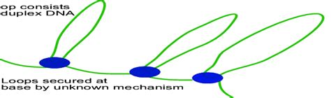 Bacterial Genome Structure. | Download Scientific Diagram