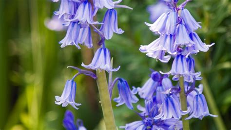 Best Bluebell Woods Devon To Explore