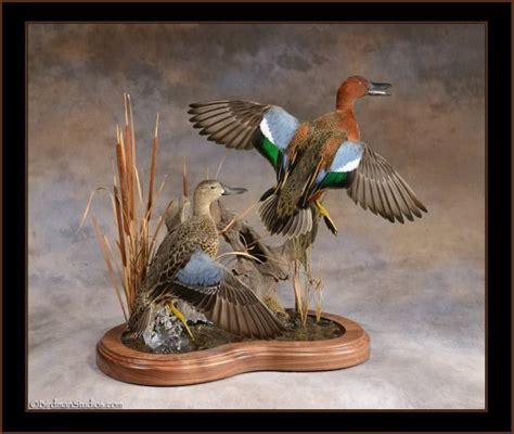 Birdman Studios Taxidermy Waterfowlers Challenge Bird Artwork Bird