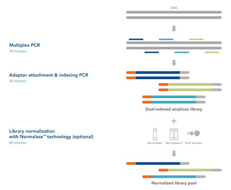 Xgen Ngs Amplicon Sequencing Workflow Idt