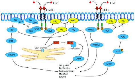 Exploring The Importance Of Growth Factor Receptors In Cell Signaling