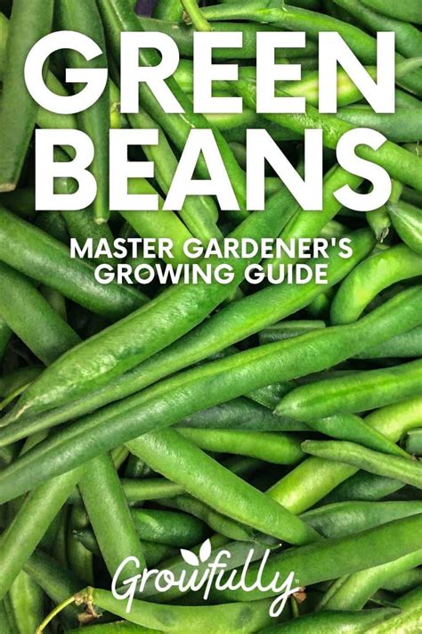 How To Grow Green Beans Growing Guide Growfully