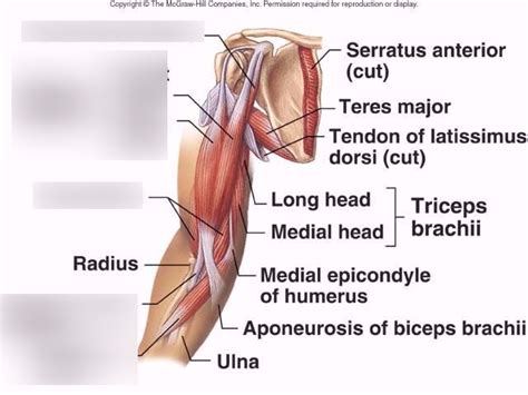 Humerus Muscle Anatomy