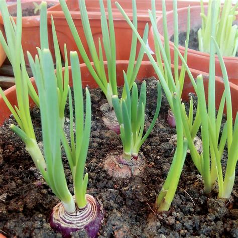 Mudah Aje Nak Tanam Pokok Daun Bawang Confirm Jadi Keluarga