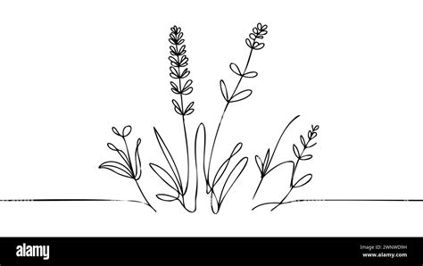 Single Continuous Line Drawing Of Beauty Fresh Lavandula For Garden