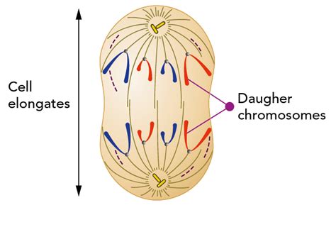 What Is Mitosis Lets Talk Science