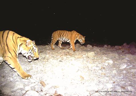 Tx2 Awards How Bhutan And India Are Saving The Tiger Wwf