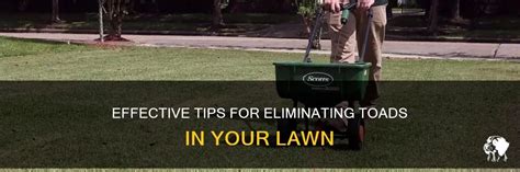 Effective Tips For Eliminating Toads In Your Lawn PetShun